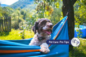 Ask a Vet:  Getting Ahead of Summer Stress