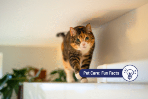 Why Do Cats Love High Places? 