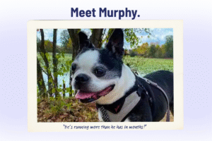 Senior Pet Spotlight: Meet Murphy
