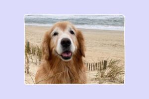 Meet Saffron: Swimmer. Hiker. Best Friend.