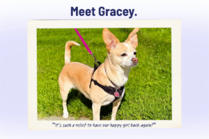Senior Pet Spotlight: Meet Gracey