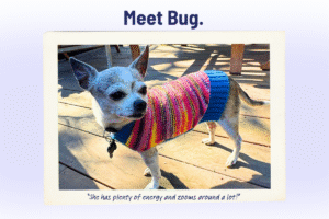 Senior Pet Spotlight: Meet Bug