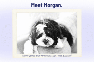 ElleVet Pet Spotlight: Meet Morgan